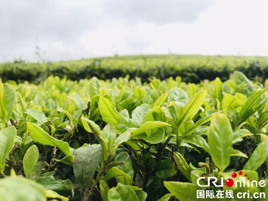 贵州西秀：强化品牌促进茶产业发展