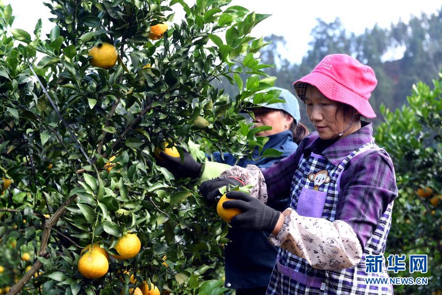 閩北順昌：拓展柑橘銷售國內國際雙循環