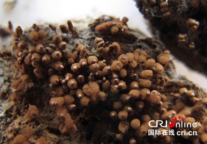 世界上第一个为黏菌新种定名的中国人——李玉_fororder_2-盔盖团网菌-食药用菌教育部工程研究中心-供图