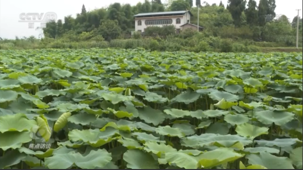 焦点访谈丨康庄大道长啥样？来铜梁西郊绿道看看