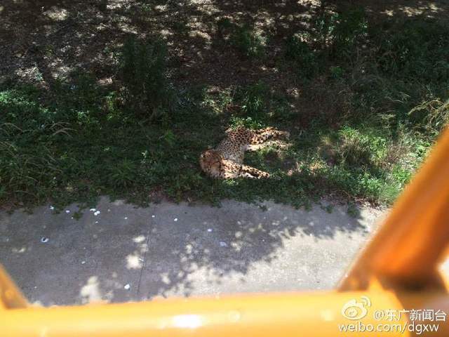 上海載400多遊客觀光車被困動物園猛獸區