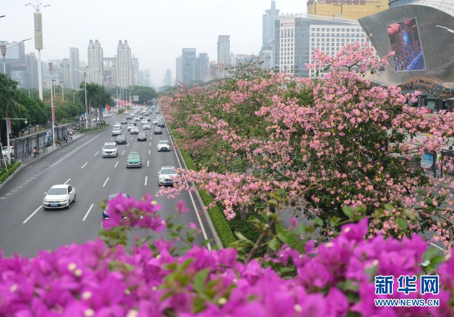 广西南宁：花开迎盛会