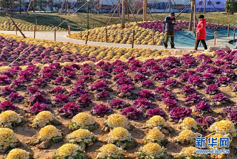 北京：冬季赏甘蓝