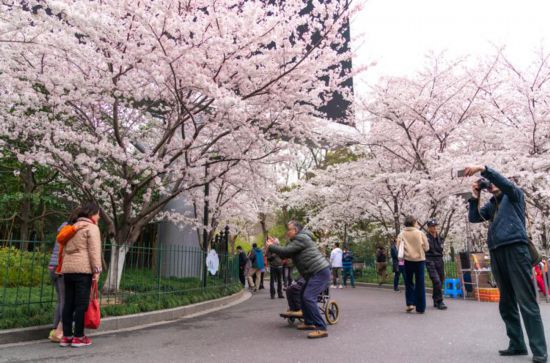 申城“最美地铁口”樱花报春