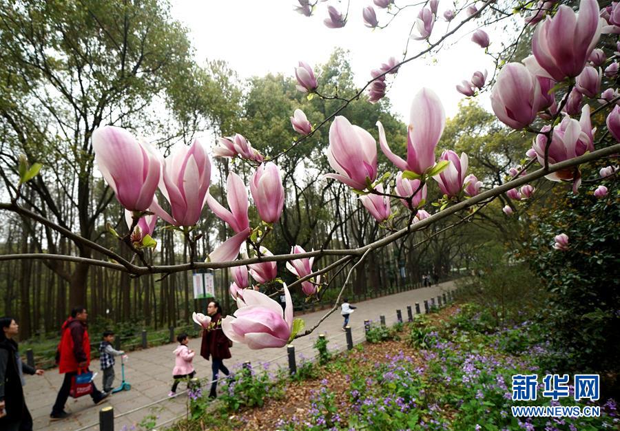 上海举行都市森林百花展