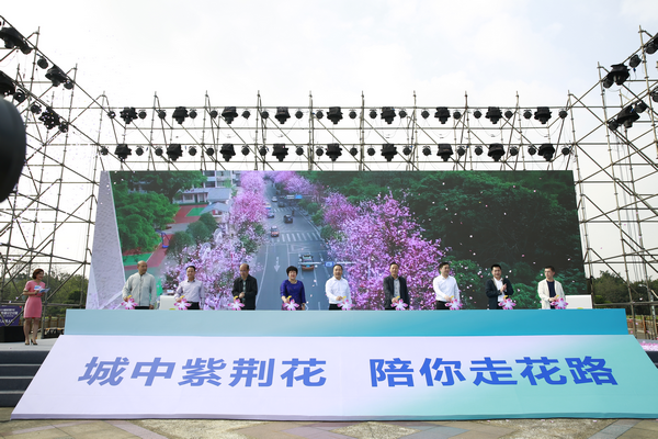 2019柳州市城中区首届紫荆花文化周掀起市民赏花游玩热潮