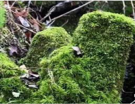 "东北小黄山" ：开原市上清河村砬子山