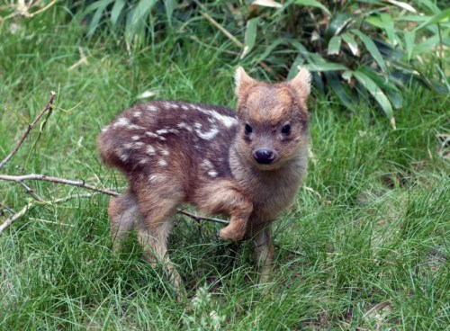 纽约动物园诞生“世界最小鹿” 小短腿萌化人