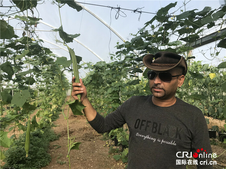 以色列南部的中国蔬菜基地 为亚洲人量身定制