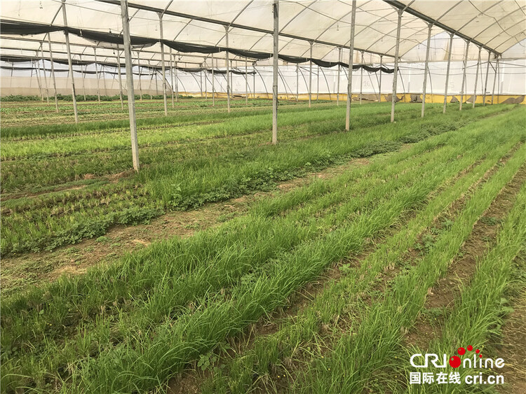 以色列南部的中国蔬菜基地 为亚洲人量身定制