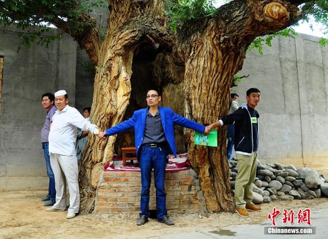 青海800岁古树“肚里”设茶水台