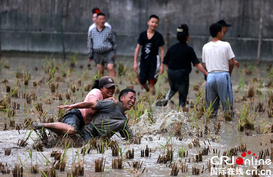 贵州雷山龙塘苗寨：苗年村民稻田嬉戏 捉鱼庆丰收（组图）