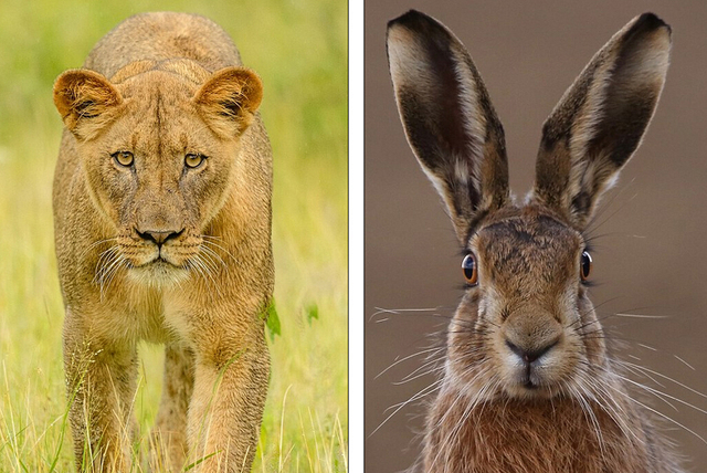 國際野生動物攝影大獎出爐 記錄多彩大自然