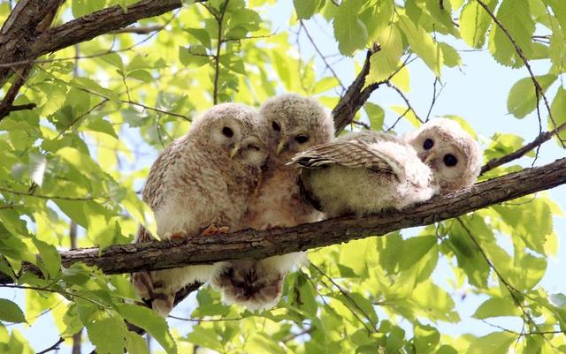 萌化人心:日本新生猫头鹰宝宝 相偎相依要长大
