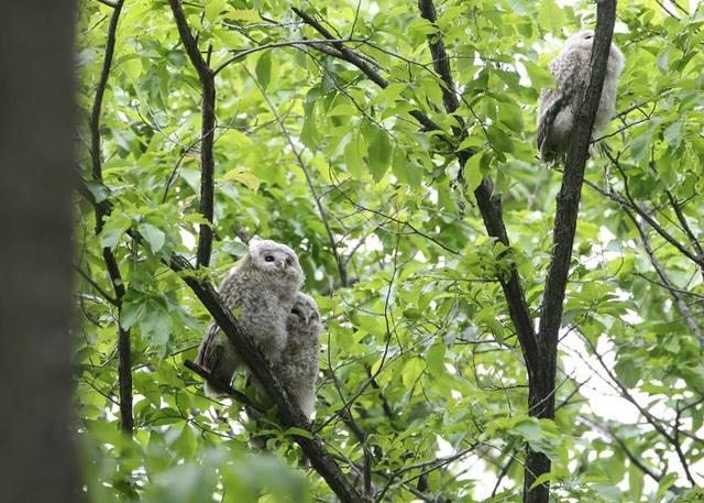 萌化人心:日本新生猫头鹰宝宝 相偎相依要长大