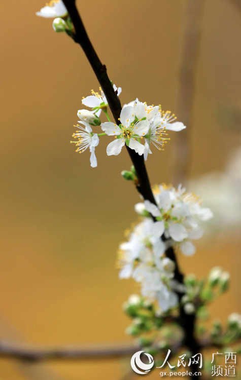 桃李争艳 春回大地