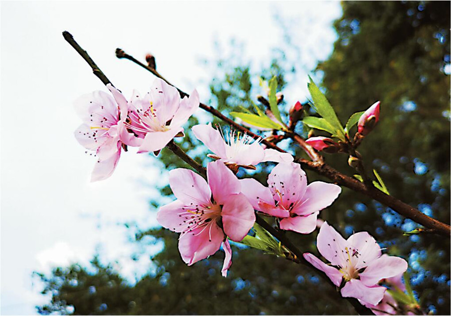 樱花桃花齐盛开 春节期间南宁最高温或超20℃