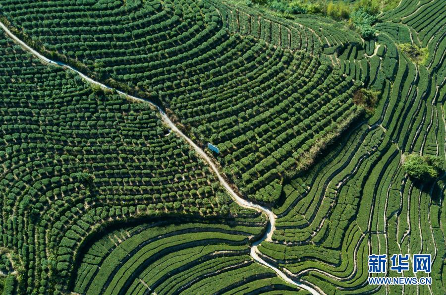 “禿頭山”裏種出“生態茶”——福建安溪槐川村的綠色致富路