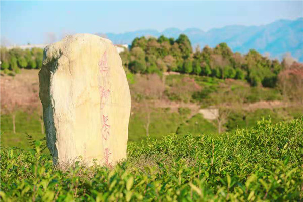 【決勝2020】 陜西西鄉：讓“小農戶對接大市場” 精準扶貧與産業發展兩不誤