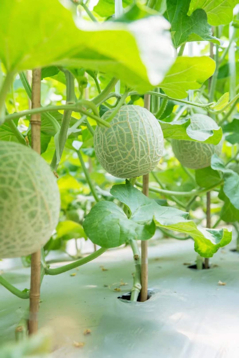 廣州增城成功試種日本高端網紋瓜