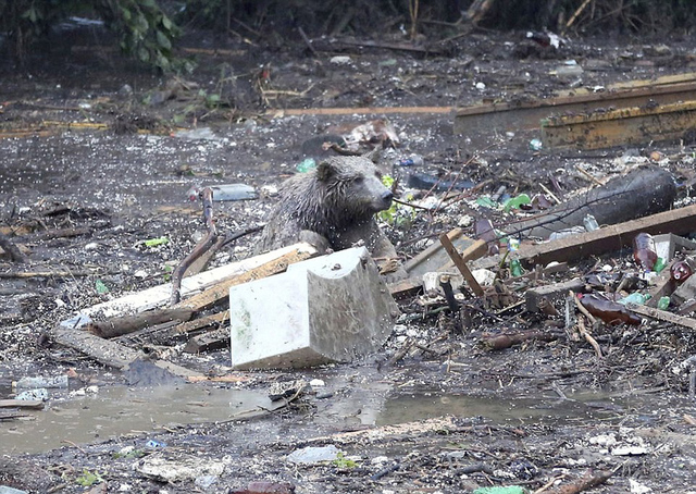 格魯吉亞動物園遭洪水 落跑動物街頭慘被射殺