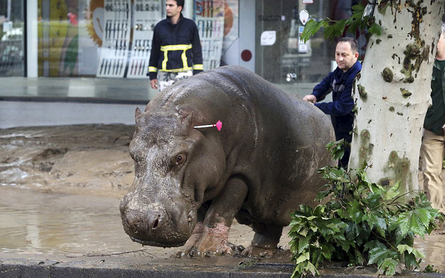 格魯吉亞動物園遭洪水 落跑動物街頭慘被射殺