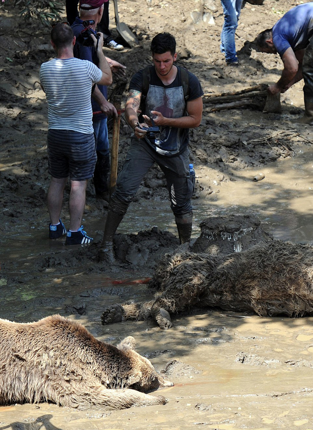 格魯吉亞動物園遭洪水 落跑動物街頭慘被射殺