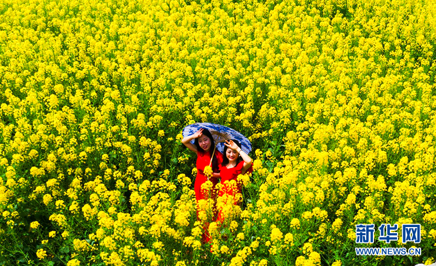 湖北興山：油菜花開美如畫