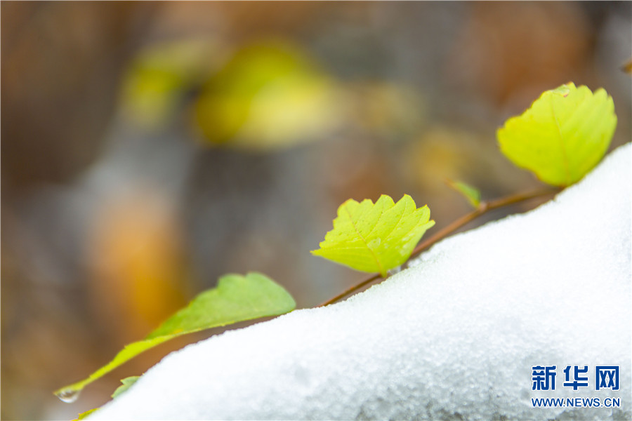 平頂山市魯山縣：初雪到 美景至