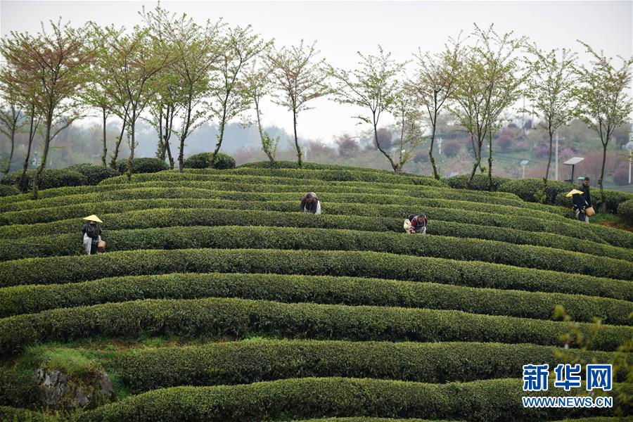 贵州余庆：抢采“明前茶”