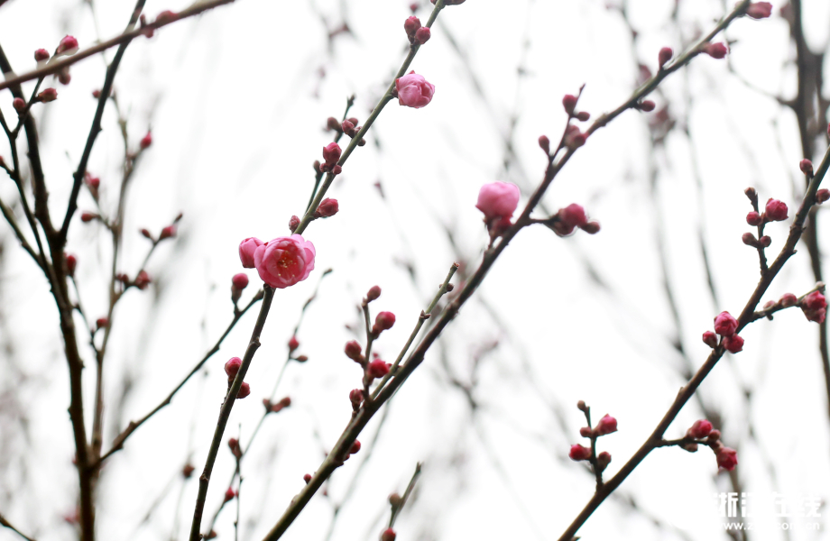 杭州灵峰梅花零星绽放