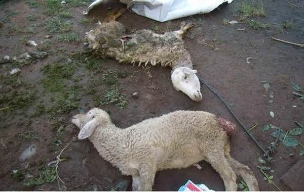 印尼羊群遭剥皮挖心脏 当地人疑是“黑魔法”