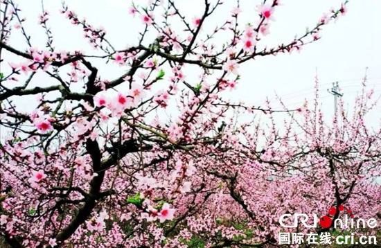 貴州甕安：桃花盛開山林美