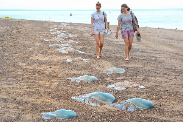 英國西南海岸驚現大量巨型水母