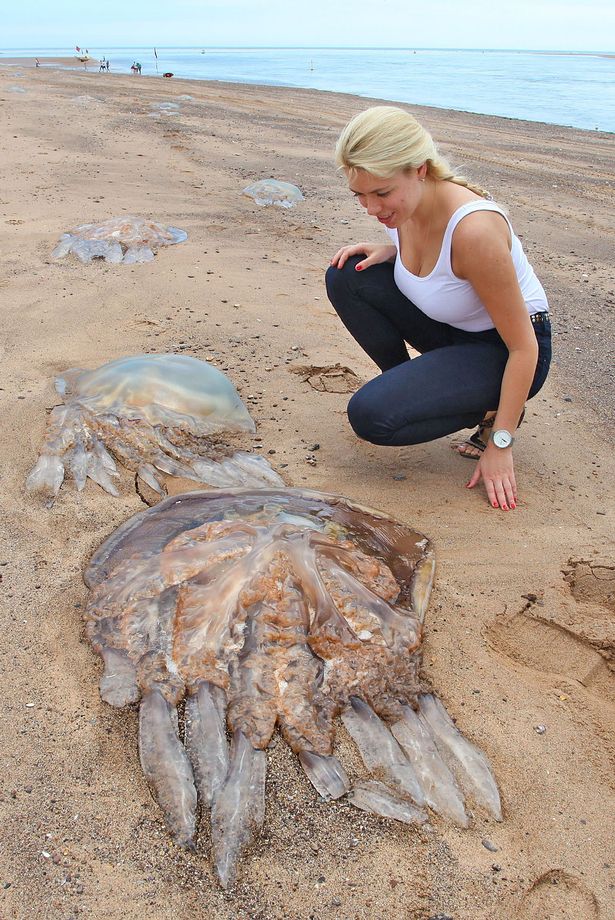 英国西南海岸惊现大量巨型水母
