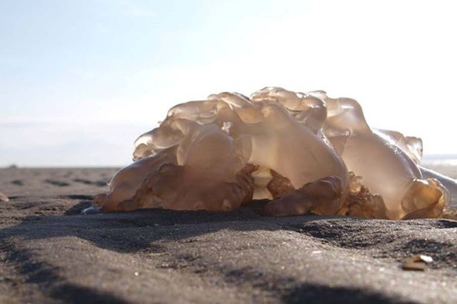 英國海灘驚現上千水母 數量繁多猶如外星球