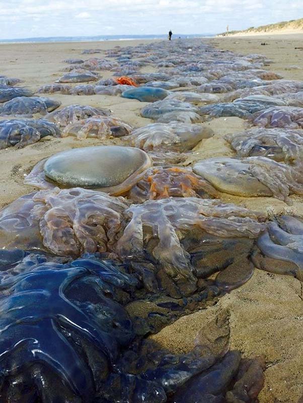 英國海灘驚現上千水母 數量繁多猶如外星球