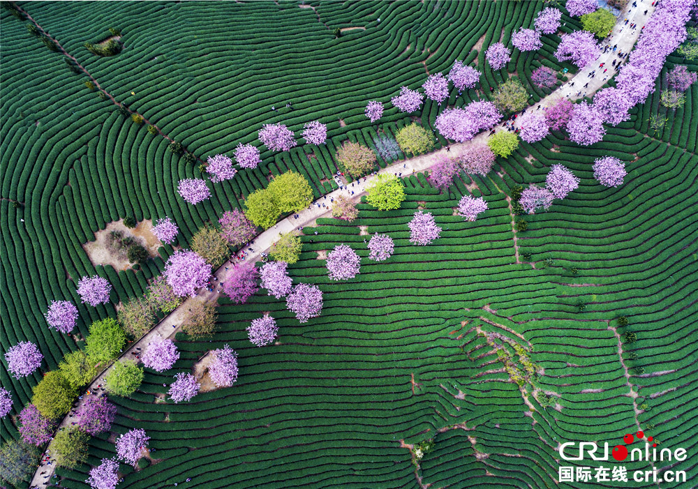 图片默认标题_fororder_《春回大地》作者：黄谷上（中国）13194031999摄于福建龙岩