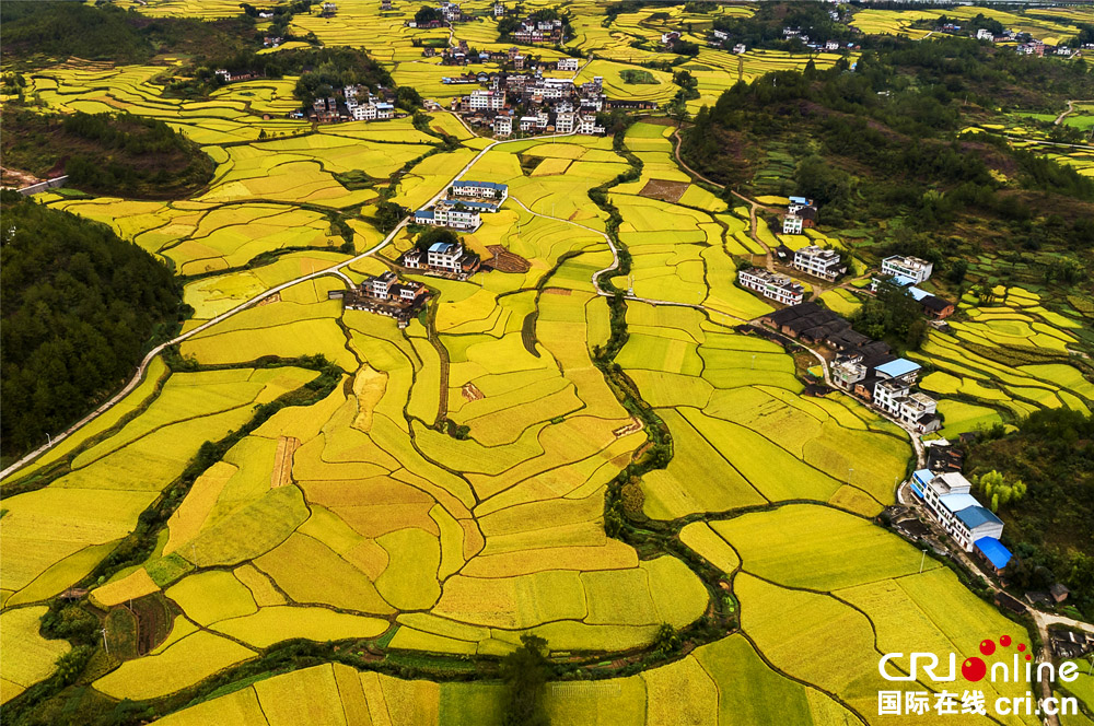 图片默认标题_fororder_《金色大地》作者：黄谷上（中国）13194031999摄于福建宁化