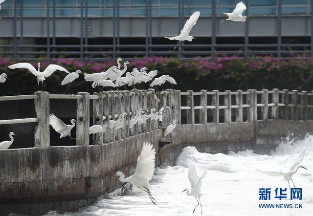 鷺島尋“白鷺”