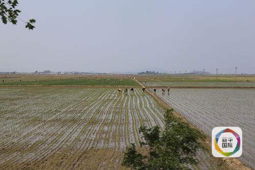 百年一遇旱災對朝鮮有何影響:超四分之一稻田接近乾枯