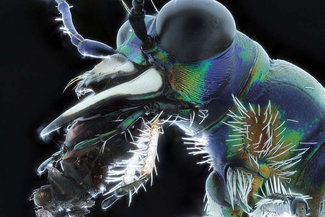 微觀鏡頭看昆蟲 造型怪異如外星人