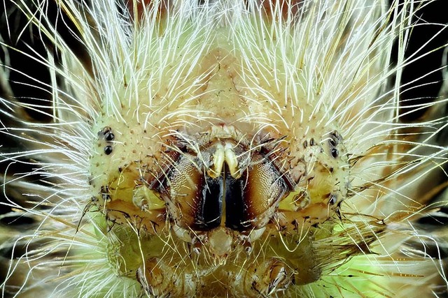 微观镜头看昆虫 造型怪异如外星人