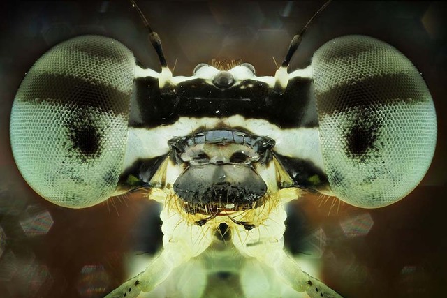 微观镜头看昆虫 造型怪异如外星人