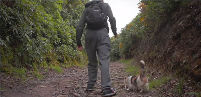 爱尔兰男子带失明猫咪徒步旅行 温馨短片感动网友
