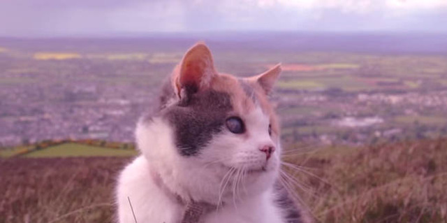 爱尔兰男子带失明猫咪徒步旅行 温馨短片感动网友