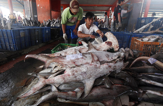 印尼商販公開售魚翅 鯊魚慘遭屠宰觸目驚心
