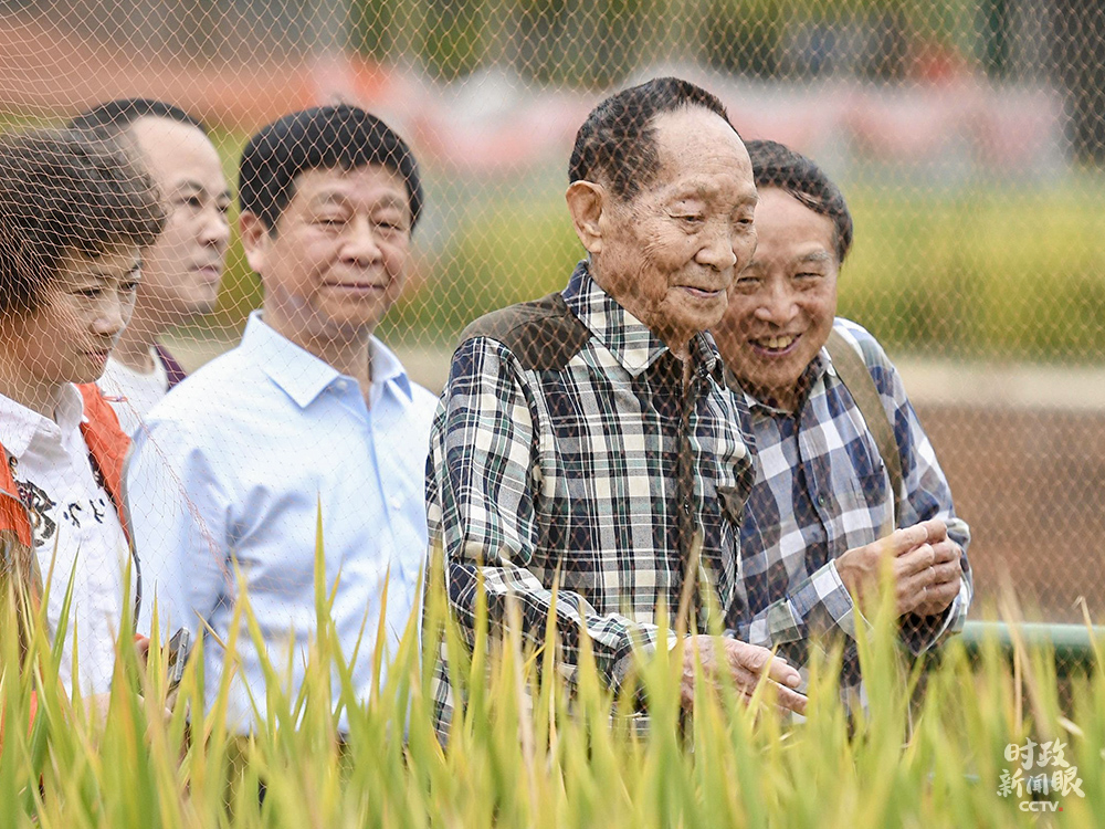 今年11月初,由袁隆平团队研发的杂交水稻双季亩产成功突破3000斤