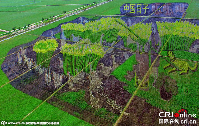 巨幅“3D稻田画”亮相沈阳
