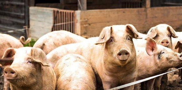 美国科氏工业以近130亿美元 收购企业级管理软件公司infor